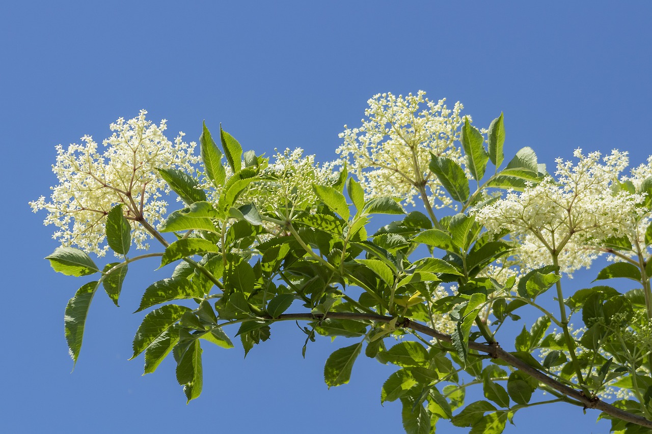 Elderberry